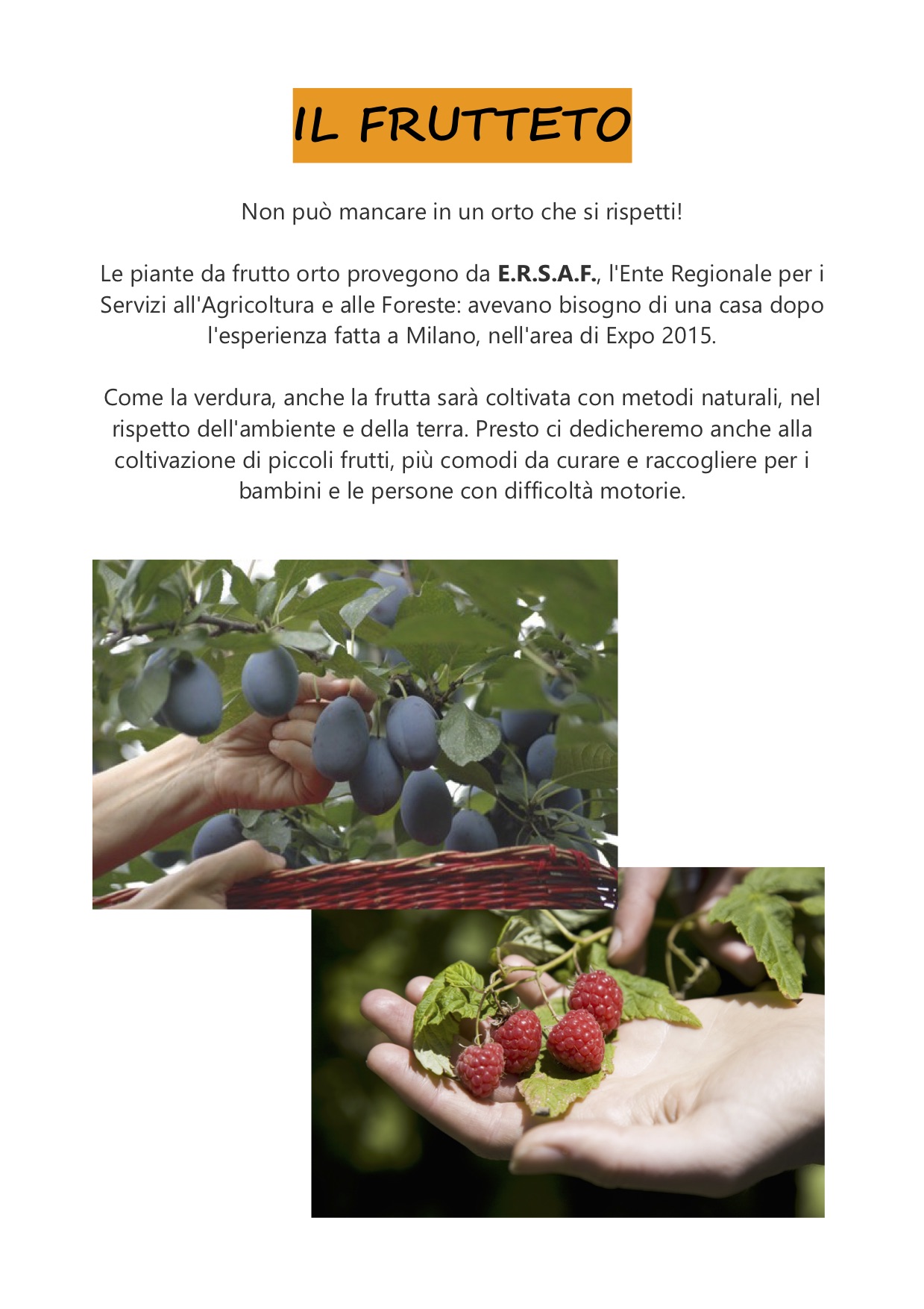 CartelliOrto frutt