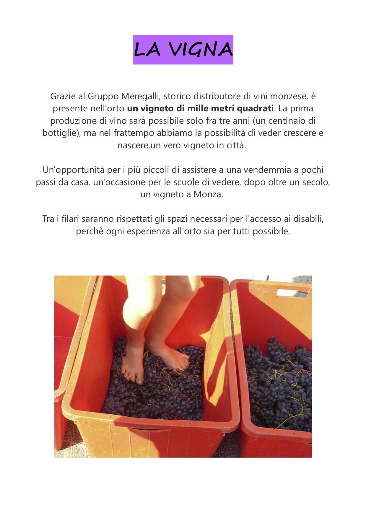 CartelliOrto vigna